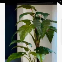 آلو کازیا درخچه|گل مصنوعی|تهران, مشیریه|دیوار