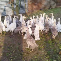 جوجه بوقلمون|حیوانات مزرعه|رودسر, |دیوار