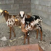 دوقلو نر و ماده|حیوانات مزرعه|بندرعباس, |دیوار