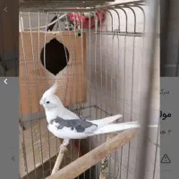 طوطی عروس مولد به همراه جوجه
