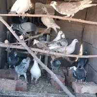 تعدادی کفتر فروشی