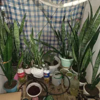 گل با گلدون دونه ای ۳۰۰|گل و گیاه طبیعی|تولم شهر, |دیوار