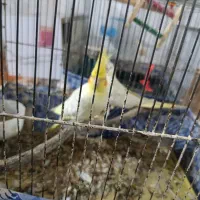 مولد عروس هلندی لتینو