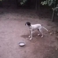 توله مخصوص دمبلان(ترافل)|سگ|گلی داغ, |دیوار