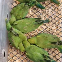 طوطی گیرینچیک راهب ملنگو سرلاکی تا جفت|پرنده|کرج, گلشهر|دیوار