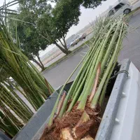 نخل برحی.بوریم.پیارم.مجول