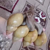 حلزون|خزنده|بوکان, |دیوار