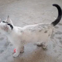 واگذاری گربه نر