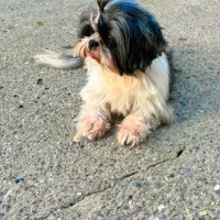 شیتزو عروسکی ماده