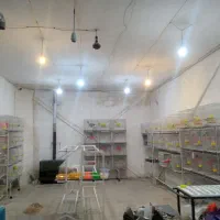 فروش انواع قناری وپرندگان زینتی دان قفس لوازم جانب|پرنده|مشهد, فرهنگیان (شهرک غرب)|دیوار