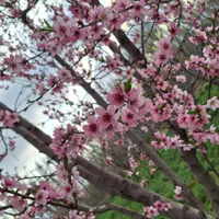 باغچه ۱۵۰۰ متری با آب دائمی و انواع درخت میوه|فروش زمین و ملک کلنگی|خوی, |دیوار