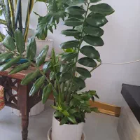 گل طبیعی رودهن فقط۲۰۰