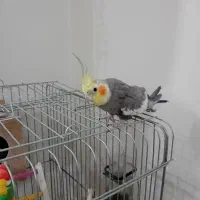 یک جفت عروس هلندی