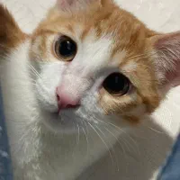 واگذاری گربه