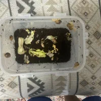 حلزون جوجه ۱ سانتی تا ۱نیم سانتی