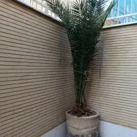 درخت نخل