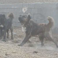 واگذاری دو عدد سگ نر گله