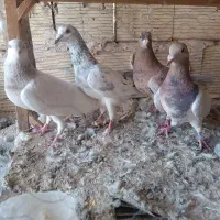 سار و یهودی