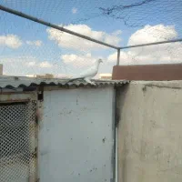 کبوتر|پرنده|تبریز, |دیوار