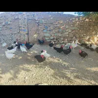 خروس مرغ قربانی مشکی سیاه ذبح درب منزل شما با پیک