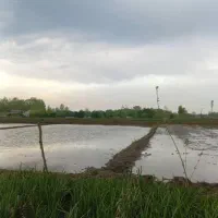 زمین کشاورزی تسطیح نشده مناسب باغ کیوی|فروش زمین و ملک کلنگی|رضوانشهر, |دیوار