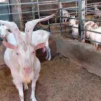 فروش نربز سانن|حیوانات مزرعه|خواف, |دیوار