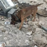 گمشده