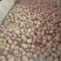 گردوتازه امسالی