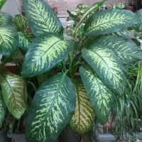 گیاهان اپارتمانی از۳۵۰ ببالا