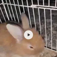 تعدادی توله خرگوش لوپ