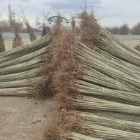 نهالستان بادام و صنوبر و گردو