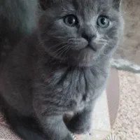 توله گربه های بریتیش و اسکاتیش بریتیش|گربه|اهواز, کوروش|دیوار