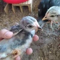 جوجه گلین