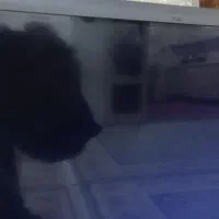 تلویزیون ۵۵ اینچ خمیده صفحه شکسته|تلویزیون و پروژکتور|الیگودرز, |دیوار