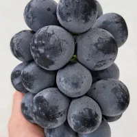 نهال میوه  رویشی اصلاح شده