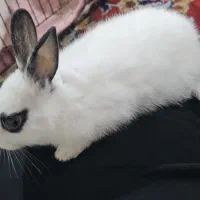 بچه  خرگوش آرام و خانگی
