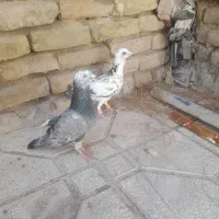 کفتر سار آلمانی