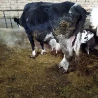 فروش 15راس گاو گوساله