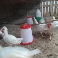 خروس|حیوانات مزرعه|درگهان, |دیوار