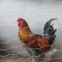 خروس و مرغ