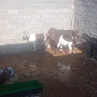 بز داشتی|حیوانات مزرعه|گرمخان, |دیوار