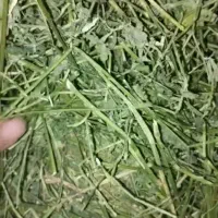 یونجه و پوشال خرگوش و خوکچه