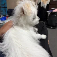 واگذاری سگ پامر روباهی 3 ماهه