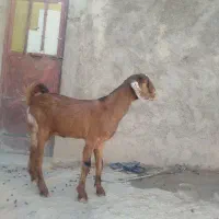 دوعددکهره|حیوانات مزرعه|زابل, |دیوار