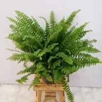 گل و گیاه آپارتمانی|گل و گیاه طبیعی|صدرا-فارس, فاز ۱|دیوار