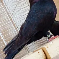 نر آبادانی واکسی پشته صرب فوق درشت وکشیده|پرنده|اهواز, شهرک برق|دیوار