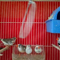 فنچ لپ سیاه