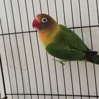 طوطی کوتوله برزیلی فیشر و صورت هلویی