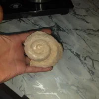 فسیل حلزون قدمت بالای ۲۰ هزارسال|کلکسیون اشیاء عتیقه|اراک, |دیوار