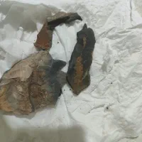 چند تا سنگ فسیلی باستانی|جواهرات|کرمان, |دیوار